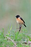 Siberian Stonechat